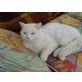 Britisch Kurzhaarkatze - Kater