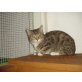 Britisch Kurzhaarkatze - Kater