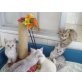 Britisch Kurzhaarkatze - Kater