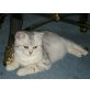 Britisch Kurzhaarkatze - Kater