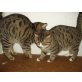 Britisch Kurzhaarkatze - Kater