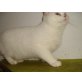 Britisch Kurzhaarkatze - Kater