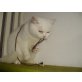 Britisch Kurzhaarkatze - Kater