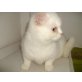 Britisch Kurzhaarkatze - Kater