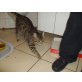 Britisch Kurzhaarkatze - Kater
