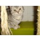 Britisch Kurzhaarkatze - Kater