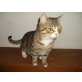 Britisch Kurzhaarkatze - Kater