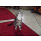 Britisch Kurzhaarkatze - Kater