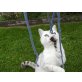 Britisch Kurzhaarkatze - Kater