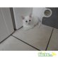 Britisch Kurzhaarkatze - Kater