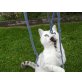 Britisch Kurzhaarkatze - Kater