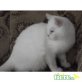 Britisch Kurzhaarkatze - Kater