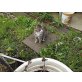 Britisch Kurzhaarkatze - Kater