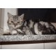 Britisch Kurzhaarkatze - Kater