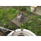Britisch Kurzhaarkatze - Kater