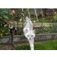 Britisch Kurzhaarkatze - Kater