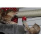 Britisch Kurzhaarkatze - Kater