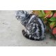Britisch Kurzhaarkatze - Kater