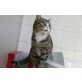 Britisch Kurzhaarkatze - Kater
