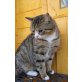 Britisch Kurzhaarkatze - Kater