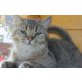Britisch Kurzhaarkatze - Kater