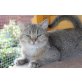 Britisch Kurzhaarkatze - Kater