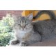 Britisch Kurzhaarkatze - Kater