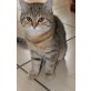 Britisch Kurzhaarkatze - Kater