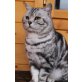 Britisch Kurzhaarkatze - Kater