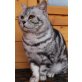 Britisch Kurzhaarkatze - Kater