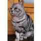 Britisch Kurzhaarkatze - Kater