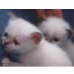 Britisch Kurzhaarkatze - Kater