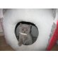 Britisch Kurzhaarkatze - Kater