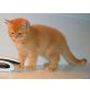 Britisch Kurzhaarkatze - Kater