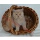 Britisch Kurzhaarkatze - Kater