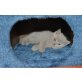 Britisch Kurzhaarkatze - Kater