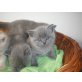 Britisch Kurzhaarkatze - Kater