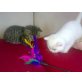 Britisch Kurzhaarkatze - Kater