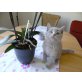 Britisch Kurzhaarkatze - Kater