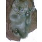 Britisch Kurzhaarkatze - Kater