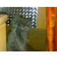 Britisch Kurzhaarkatze - Kater