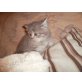Britisch Kurzhaarkatze - Kater