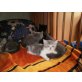 Britisch Kurzhaarkatze - Kater