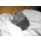 Britisch Kurzhaarkatze - Kater