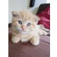 Britisch Kurzhaarkatze - Kater