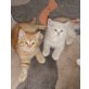 Britisch Kurzhaarkatze - Kater