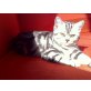 Britisch Kurzhaarkatze - Kater