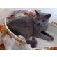 Britisch Kurzhaarkatze - Kater