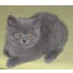 Britisch Kurzhaarkatze - Kater