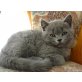 Britisch Kurzhaarkatze - Kater